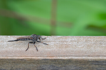 Dragonfly sitting on a fence post