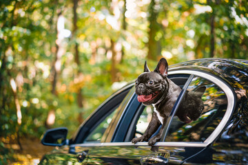 French bulldog dog in the car