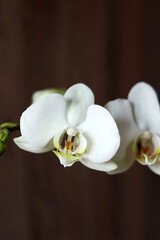 Fototapeta na wymiar White orchid flower on the dark wood background