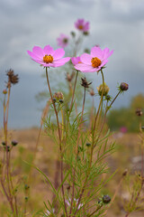 cosmos flower in the field