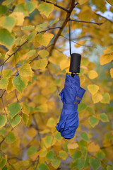 Umbrella on autumn leaves in the forest