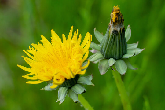 Mniszek Lekarski /  Sonchus arvensis L. / Mlecz na łące
