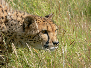 Cheetah in a zoo environment