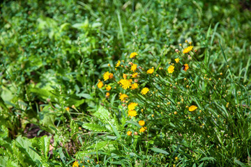 Yellow meadow flowers on a green meadow