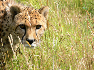Cheetah in a zoo environment