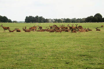 Naklejka na ściany i meble A view of a herd of Red Deer