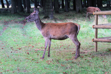A close up of a Red Deer