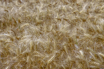 Yellow ears of wheat in a field in August