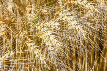 Yellow ears of wheat in a field in August
