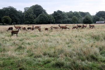 A view of a herd of Red Deer