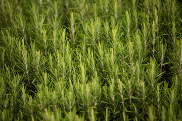 green rosemary Bush close-up, background