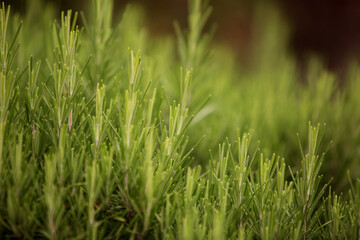 green rosemary Bush close-up, background