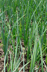 Green leaf onions in the vegetable garden