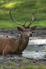 Obraz premium Proud stag lying in mud