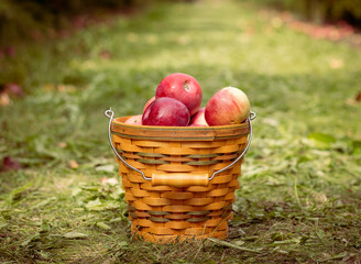 apples in a basket - 459558507