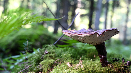 Black mushroom Lactarius Necator in the autumn forest