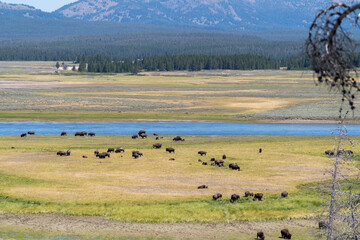 Fototapeta na wymiar Herd of bison by the river, in Hayden Valley area of Yellowstone National Park