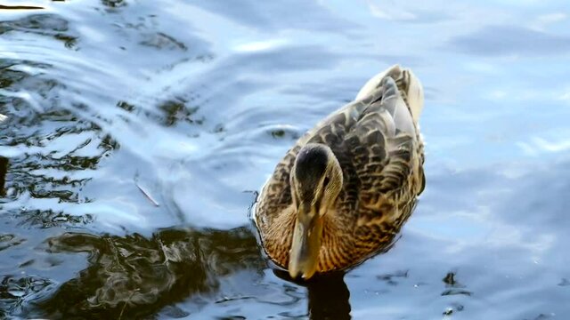 curious duckling mallard duck close-up
