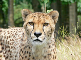 Cheetah in a zoo environment