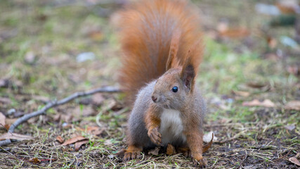 squirrel in park Warszawa Łazienki Królewskie