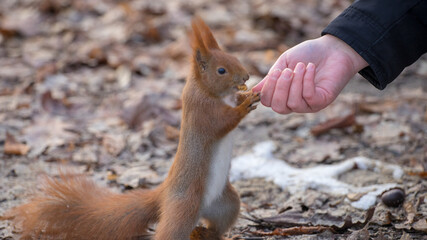 squirrel in the hand Warszawa Łazienki Kr&oacute;lewskie