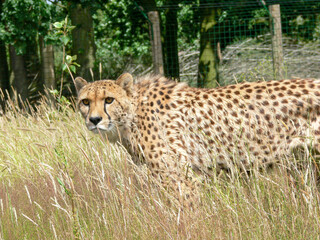 Cheetah in a zoo environment