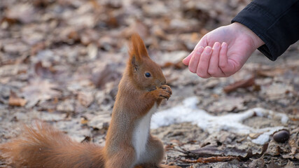 squirrel in the hand Warszawa Łazienki Kr&oacute;lewskie