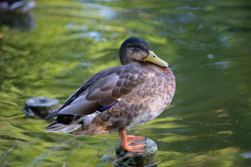 Kaczka na pniu nad stawem
