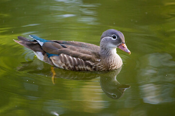 Kaczka, staw w parku