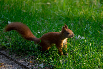 Wiewi&oacute;rka w parku warszawa