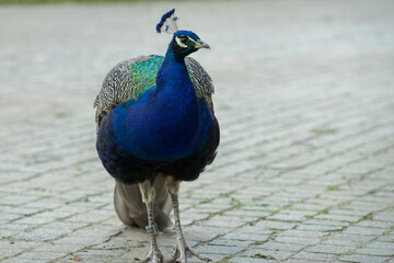 Paw w Łazienki Kr&oacute;lewskie Warszawa