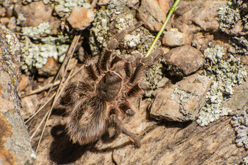 Araña Tarántula peligrosa
