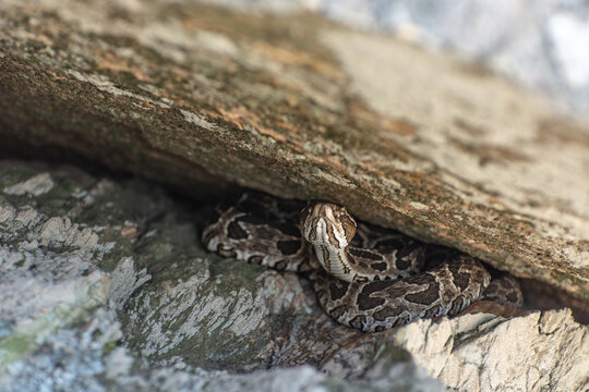 Yarar&aacute; v&iacute;vora peligrosa