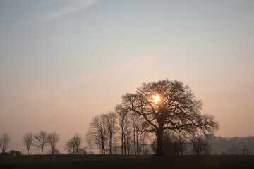 field with bare tree in morning haze, 
mourning images