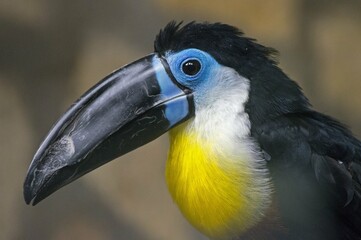 yellow billed toucan