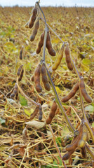 Soybeans ripen on the farmer's field