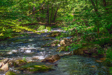 water flowing  in the wilderness  of willard brook