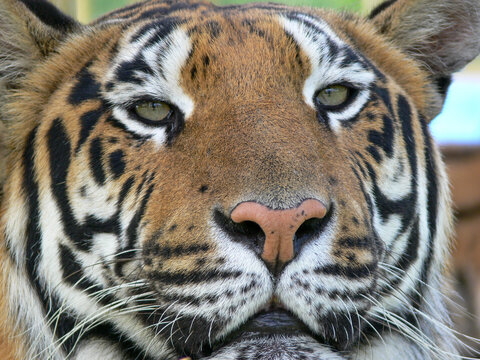 Close up of a tiger face
