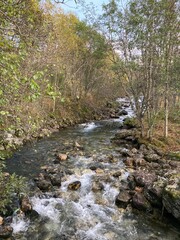 river in the woods