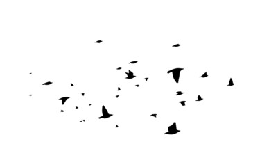 A large flock of flying birds. Free birds. Vector illustration