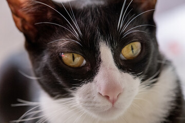 Close up de gato preto e branco deitado na cama 