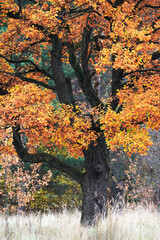 Beautiful oak tree with colorful autumn folliage.