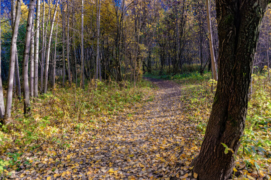 A path in the autumn park, one of - 10