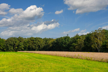Yellow field of ripe wheat in the rays of the rising sun. Ripe wheat crop. Agriculture.