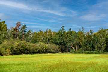 Dutch summer landscape with trees, green grass and blue sky - Limburg, Maasduinen