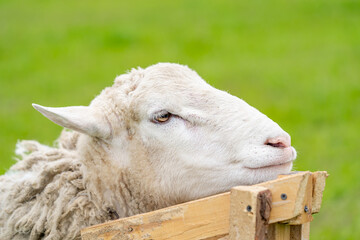 Sheep shearing head close up. White shearing sheep wool. Close up of shared sheep. Spring shearing animal