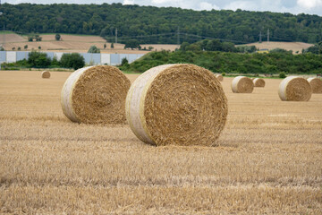 Fototapeta na wymiar Round Hay Bales on Swathed Field