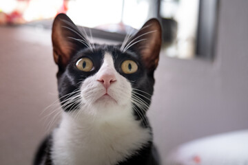 Gata preta e branca de olhos amarelos, olhando curiosa com janela ao fundo 