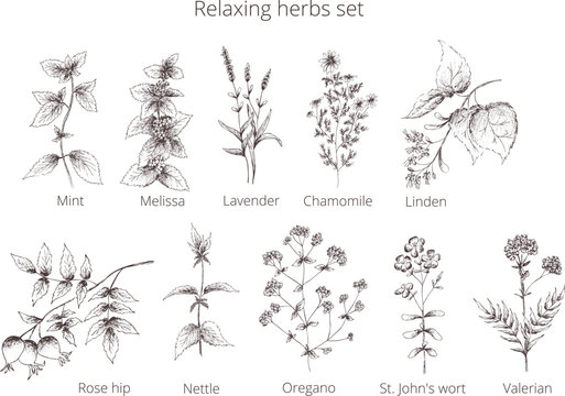Hand drawn vintage outline abstract 
vector. Naturopathic medicine set relax herbs: mint, melissa, chamomile, lavender, oregano, linden, valerian, St. John's wort, rose hip, nettle.Silhouette isolated