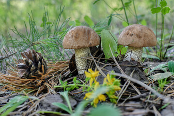 mushrooms in the grass